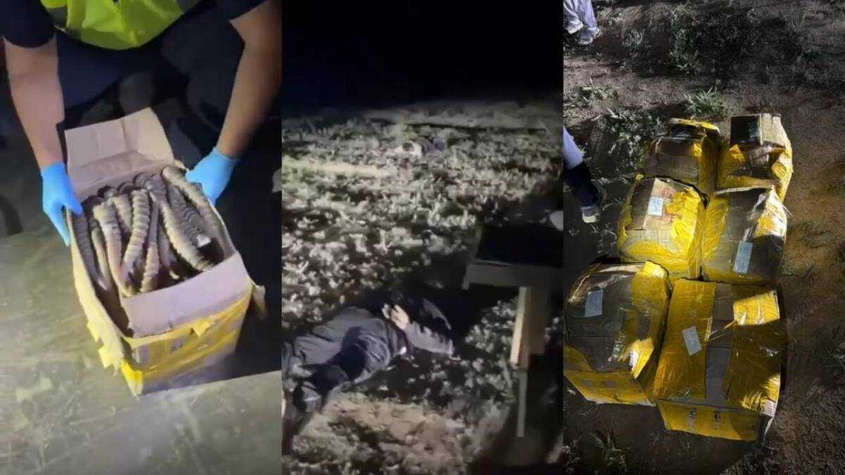Жетісу облысында 500 келіден астам киік мүйізінің заңсыз айналымға түсуіне жол берілмеді