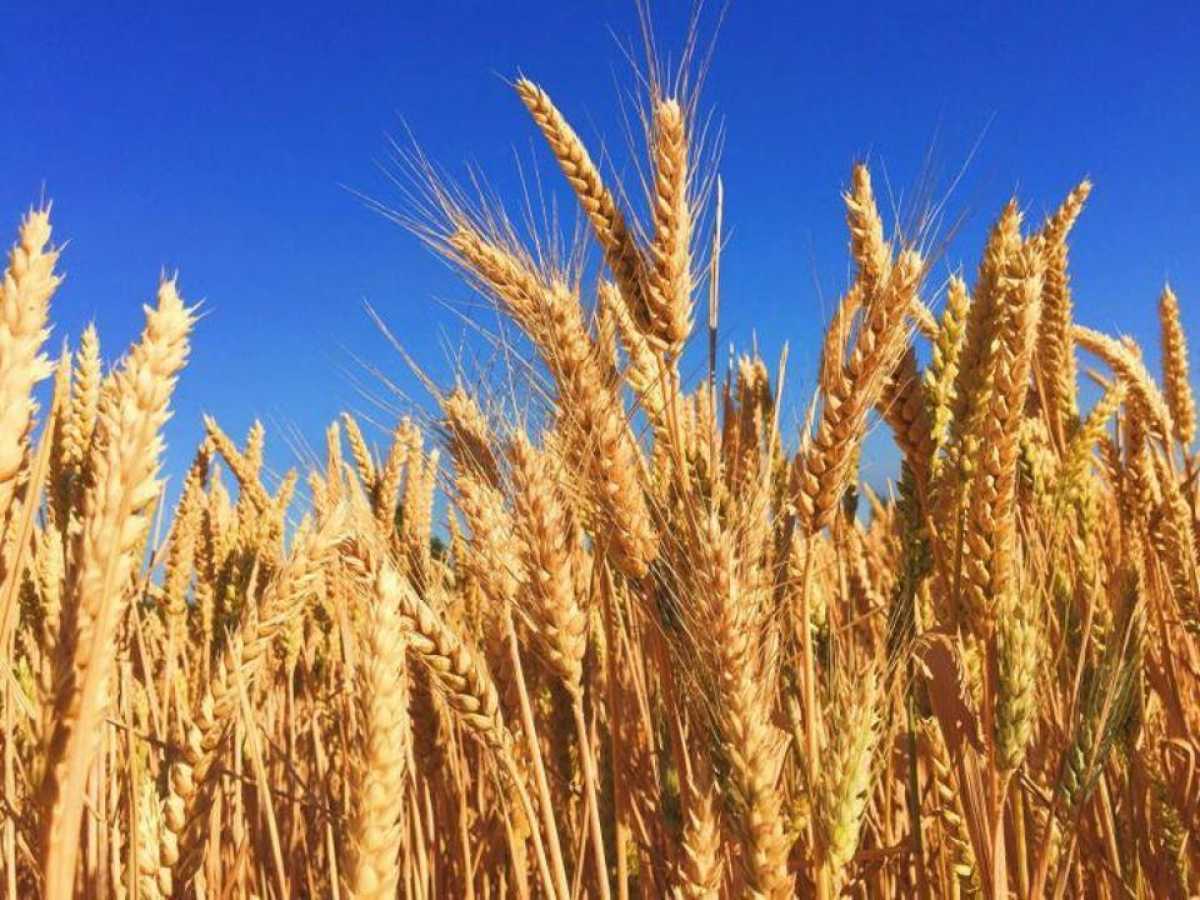 Қазақстан 11,7 млн тонна астық пен астық есебіндегі ұн экспорттады