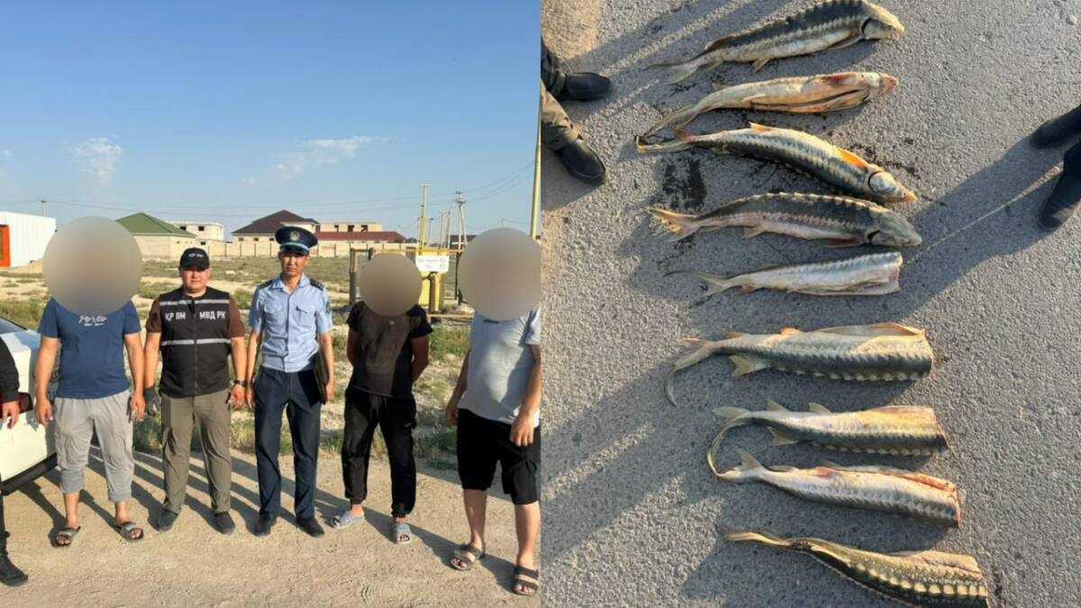 Маңғыстауда 30 келіден астам бекіре тұқымдас балықты заңсыз тасымалдау дерегі анықталды