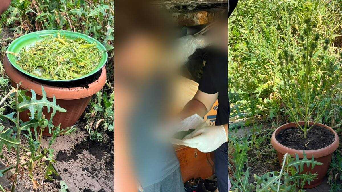 БҚО-да ауласына қарасора өсірген тұрғын ұсталды