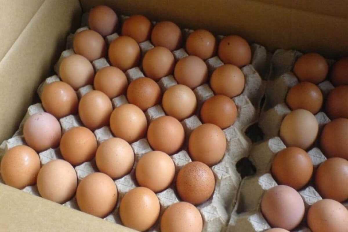 Ресей Федерациясынан 252 мың дана тауық жұмыртқасын кіргізуге жол берілмеді