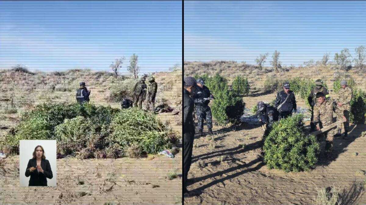 Арнайы операция: Жамбыл облысында ірі қарасора алқабы жойылды