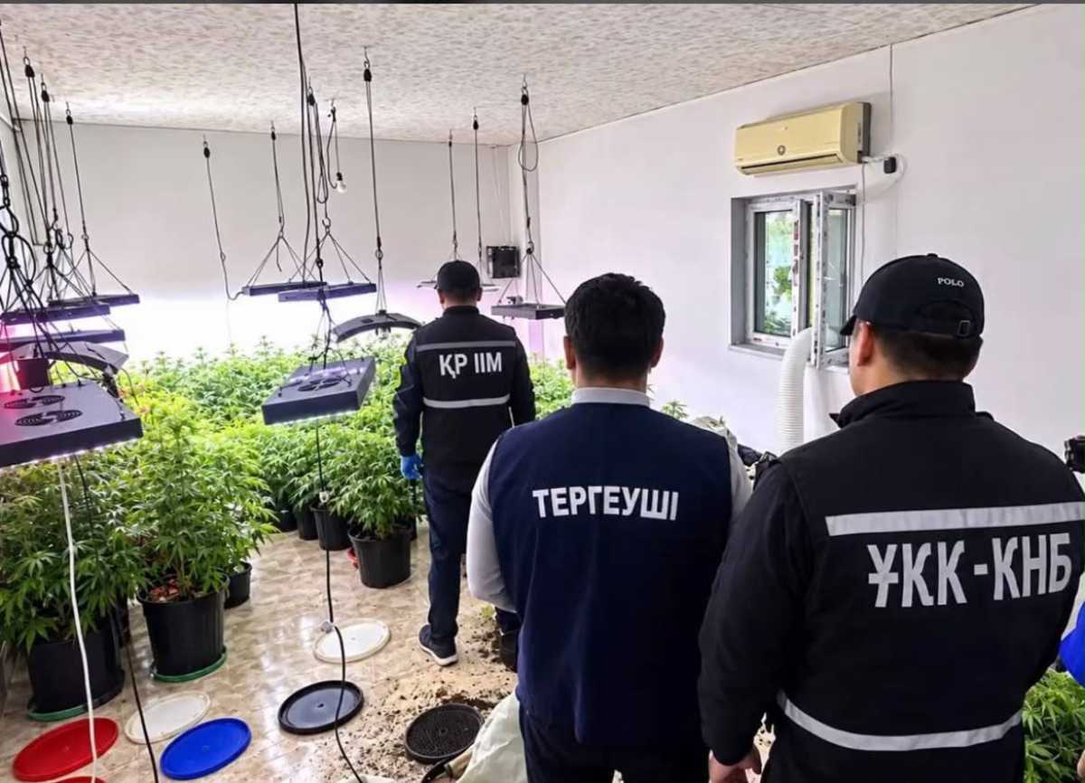 Маңғыстауда заңсыз өсірілген 44 түп қарасора тәркіленді